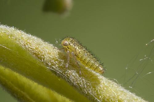 Idiocerus lituratus