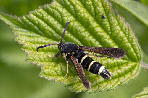Réf. 359 352 : Paranthrene tabaniformis