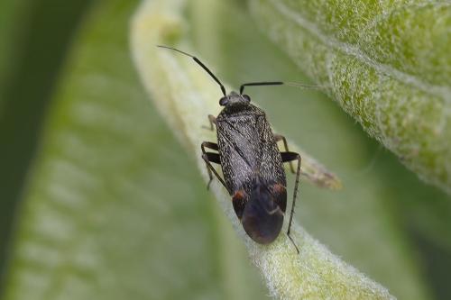 Réf. 359 741 : Mesopsallus ambiguus