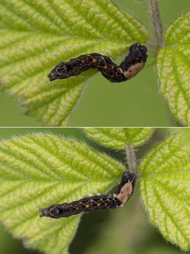 Réf. 359 447 : Thyatira batis