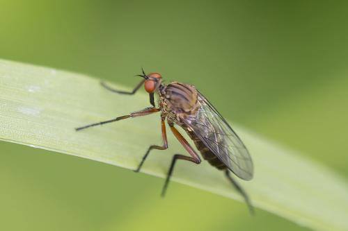 Réf. 359 375 : Empis livida