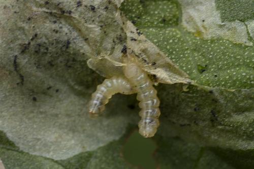 Pegomya sp.