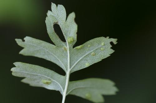 Eriophyes crataegi