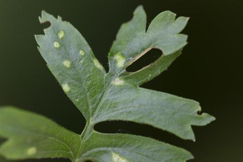 Eriophyes crataegi