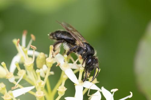 Réf. 359 739 : Andrena sp.