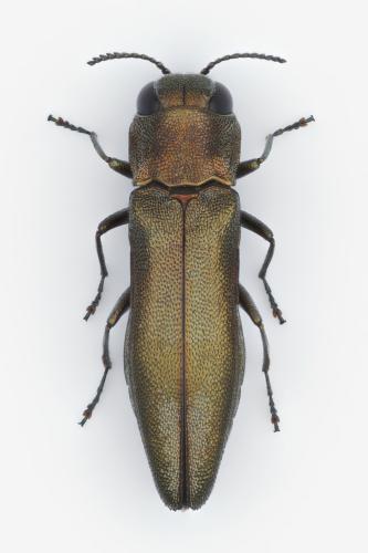 Réf. 359 849 : Agrilus derasofasciatus