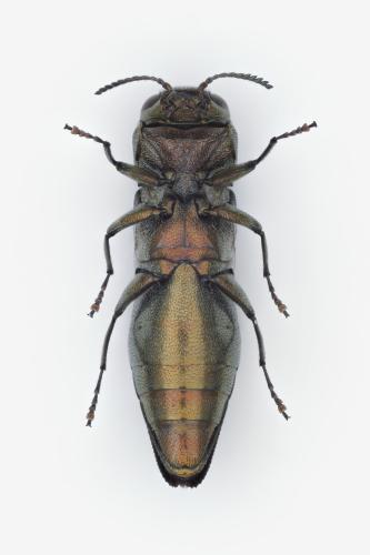 Réf. 359 879 : Agrilus derasofasciatus