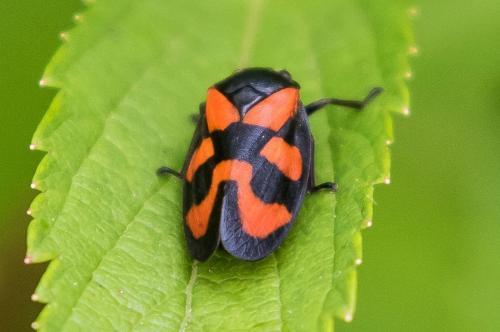 Réf. 359 595 : Cercopis vulnerata