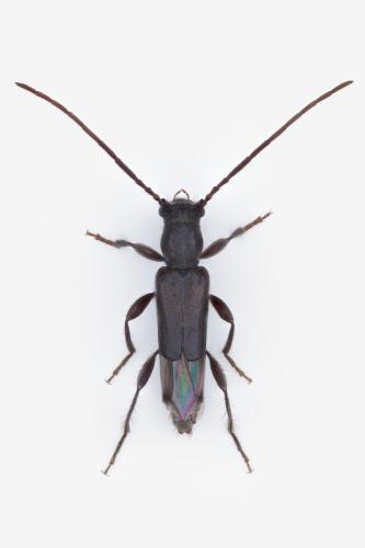 Réf. 359 862 : Nathrius brevipennis