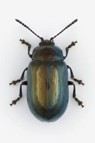 Phratora vitellinae