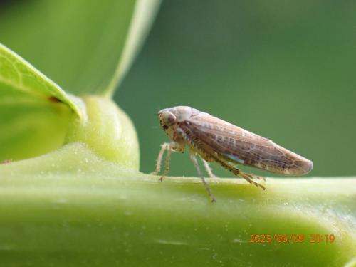 Réf. 359 969 : Allygus modestus