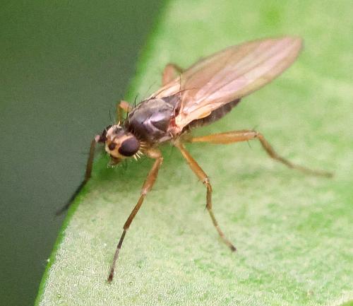 Réf. 359 272 : Lonchoptera sp.
