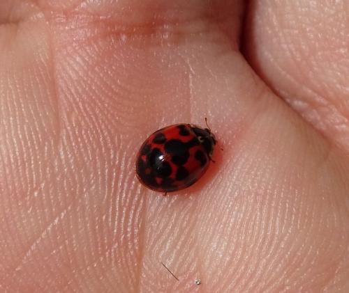 Harmonia axyridis