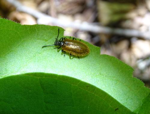Réf. 359 506 : Lagria sp.
