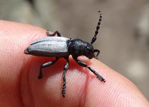 Réf. 359 502 : Iberodorcadion fuliginator