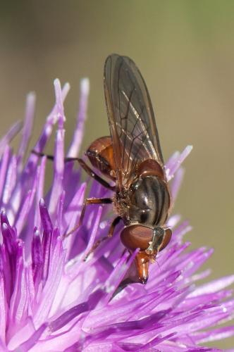 Réf. 359 070 : Rhingia campestris