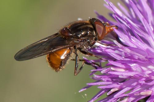 Réf. 359 071 : Rhingia campestris