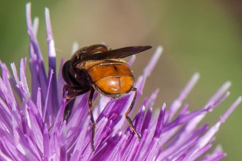 Réf. 359 072 : Rhingia campestris