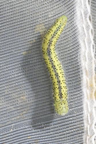 Euchloe crameri