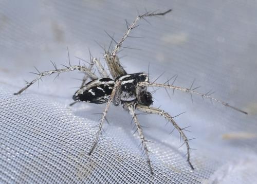 Réf. 359 366 : Oxyopes heterophthalmus