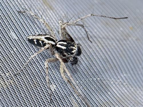 Réf. 359 368 : Oxyopes heterophthalmus