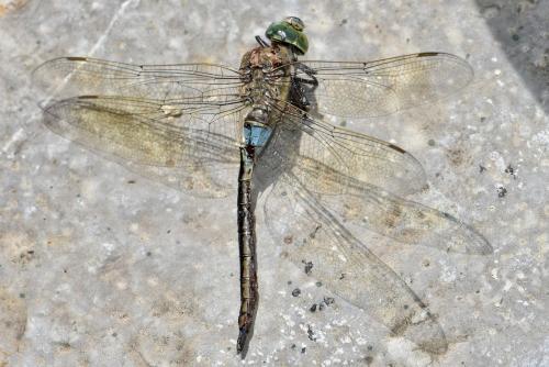 Réf. 359 085 : Anax parthenope