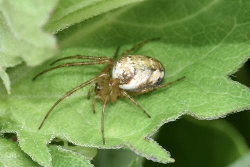 Réf. 359 747 : Metellina sp.