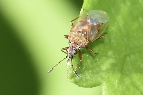 Kleidocerys resedae