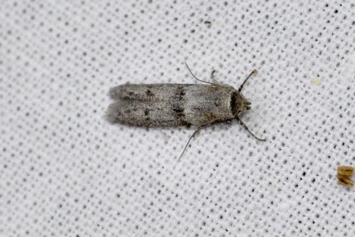 Blastobasis sp.