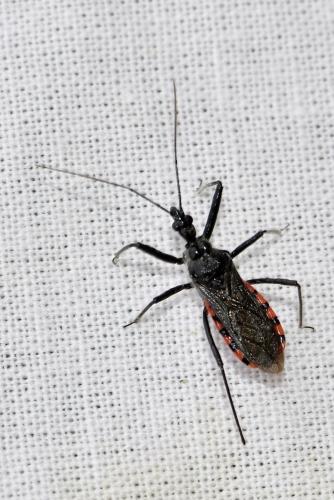 Réf. 359 175 : Sphedanolestes sanguineus