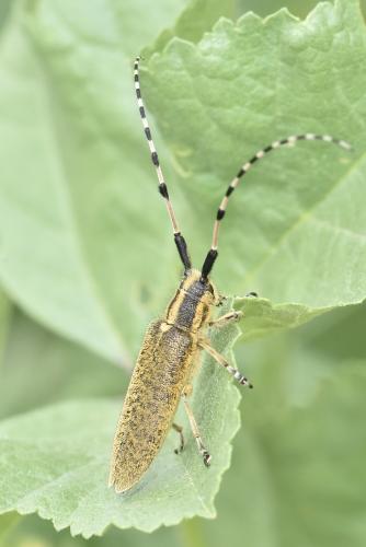 Agapanthia dahli