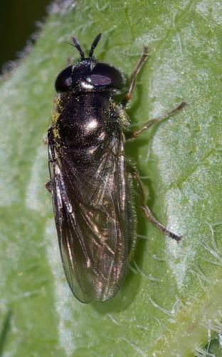 Réf. 359 178 : Pipizella sp.
