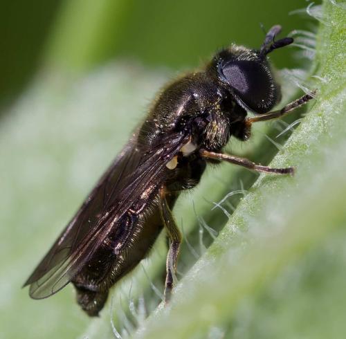 Réf. 359 179 : Pipizella sp.