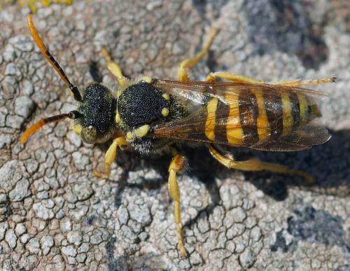 Réf. 359 309 : Nomada sp.