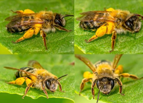 Réf. 359 681 : Andrena gravida