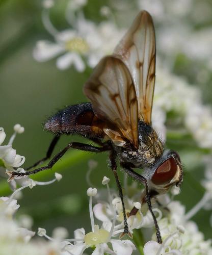 Réf. 359 702 : Ectophasia oblonga