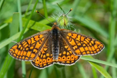 Réf. 359 329 : Euphydryas aurinia