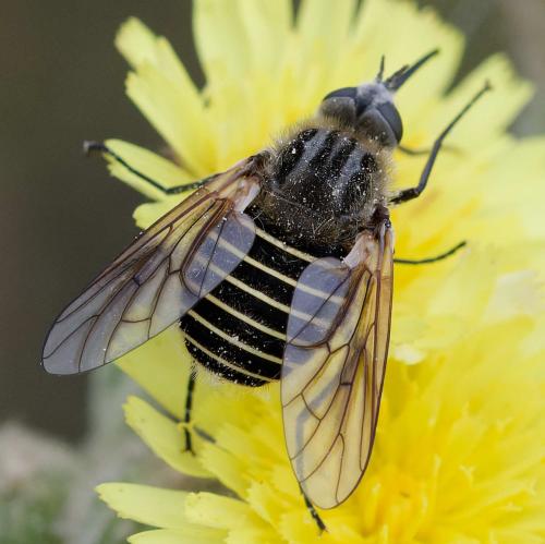 Protypusia incisa