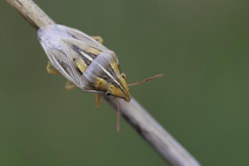 Réf. 359 109 : Aelia rostrata rostrata