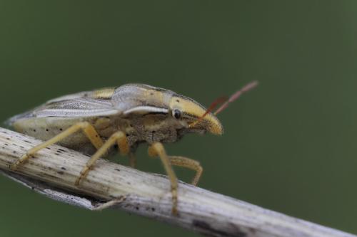 Réf. 359 110 : Aelia rostrata rostrata