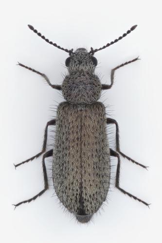 Réf. 359 601 : Dasytes sp.
