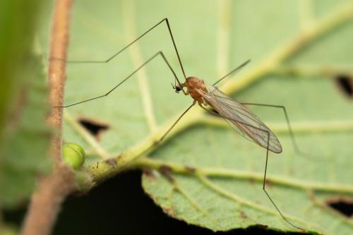 Antocha vitripennis
