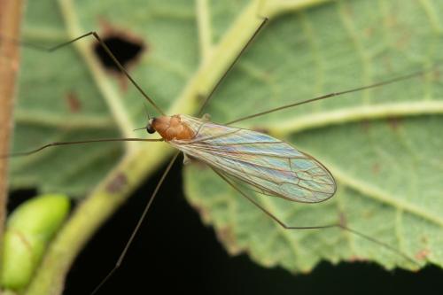 Antocha vitripennis