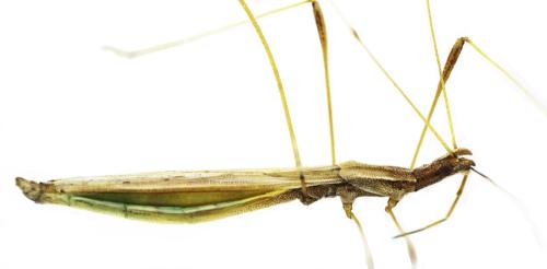 Réf. 359 235 : Neides aduncus