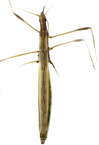 Réf. 359 326 : Neides aduncus