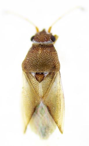 Réf. 359 379 : Cymus melanocephalus