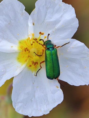 Cerocoma schaefferi