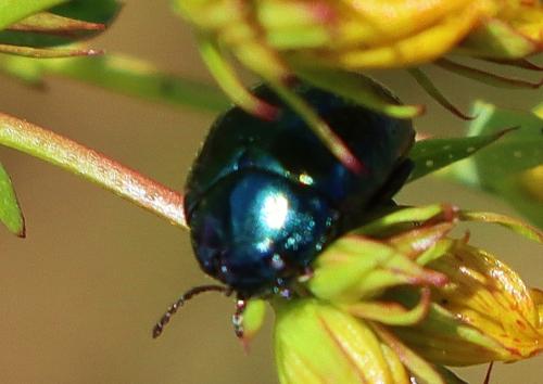 Réf. 359 381 : Chrysolina sp.