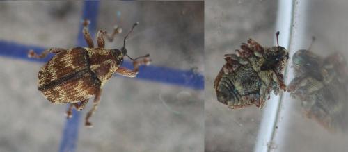 Réf. 359 890 : Coeliodes sp.