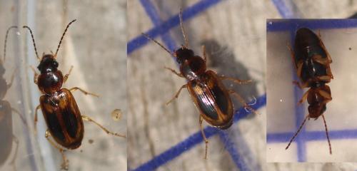 Réf. 359 937 : Acupalpus maculatus